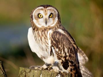 Short Eared Owl