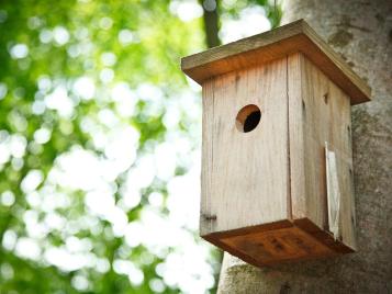 Small hole bird box