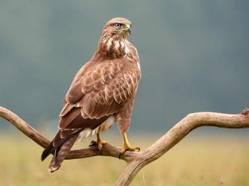 UK birds of prey: Buzzard