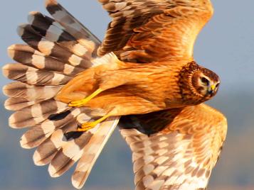 UK birds of prey: Hen Harrier
