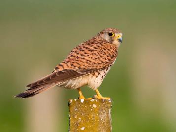 UK birds of prey: Kestrel