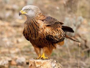 UK birds of prey: Red Kite