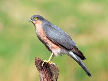 UK birds of prey: Sparrowhawk