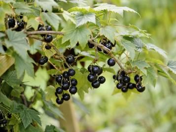 Blackcurrants growing