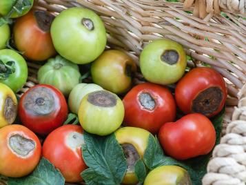 Blossom end rot on tomatoes