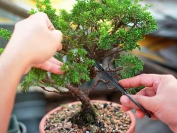 Pruning and training a bonsai tree