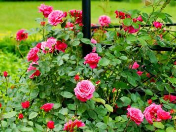 Bush roses in garden