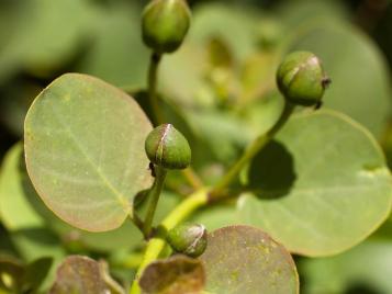 Growing capers