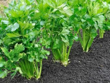 Celery plants growing