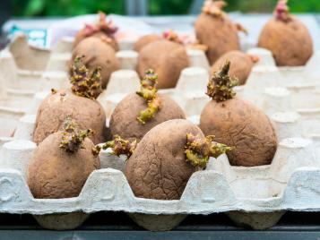 Chitting potatoes in an egg box