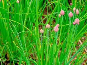 Chives growing closeup