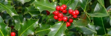 Christmas gifts from the garden