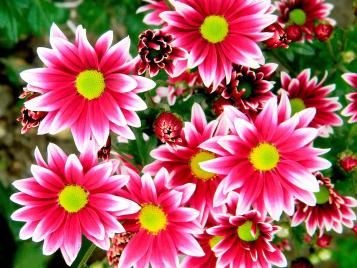 Chrysanthemum flowers closeup