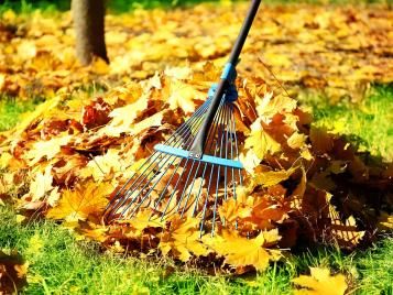 Clearing autumn leaves