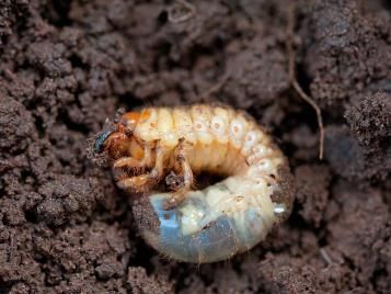 Cockchafer grub closeup in soil