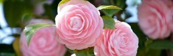 A closeup of pink camellia flowers