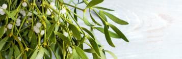 What happens if you eat mistletoe?