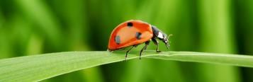 11 fascinating ladybird facts