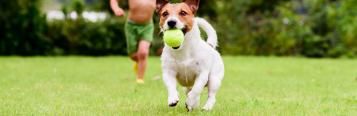 12 fruits and vegetables that are toxic to dogs