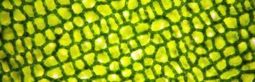 Plant cells: how plants grow
