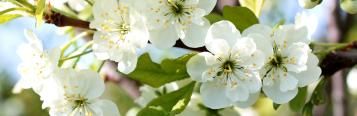 Patio fruit trees