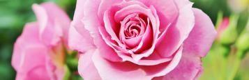 Can you stop and smell the roses?