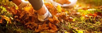 Conserver Les Feuilles D’Automne