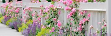 Front garden ideas