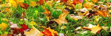 14 top tips for getting your garden ready for autumn
