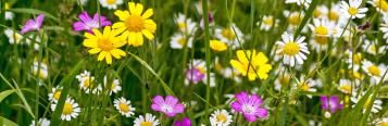 Jardin Naturel