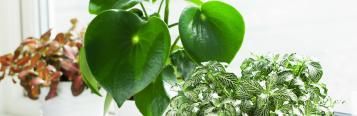 Indoor gardening: bringing nature into your home