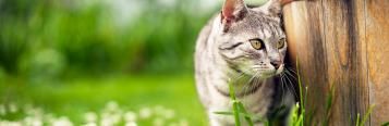 Keeping cats out of your garden