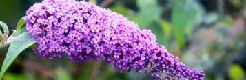 pruning the Butterfly Bush (Buddleia davidii)