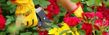 Pruning masterclass