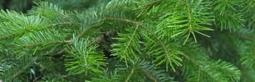 Real Christmas trees