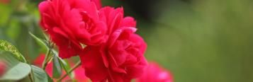Saying it with roses