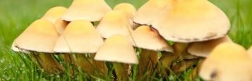 Toadstools in the garden