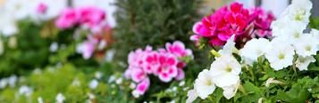 Top tips for balcony garden planters