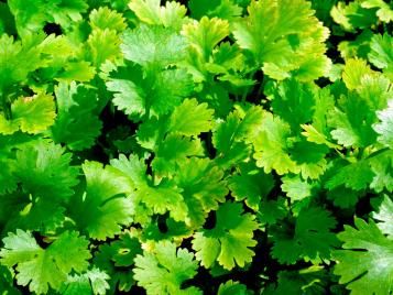 Coriander growing