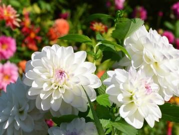 Dahlias growing in a flower bed