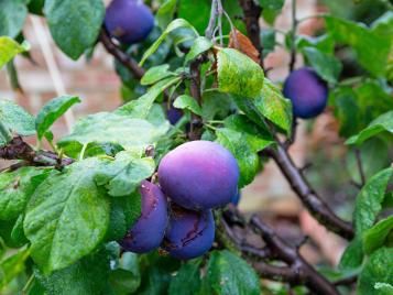 Damsons growing