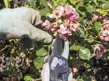 Deadheading flowers