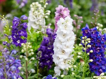 Delphinium flowers of various colours
