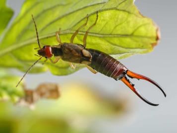 Earwig attacking leaf