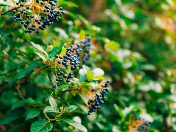 Elder tree bearing fruit