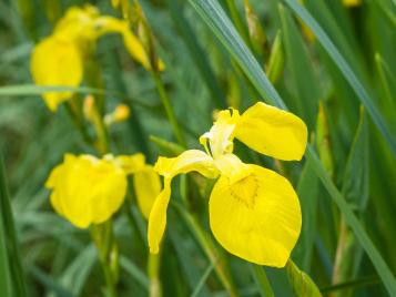 Planting Flag Iris - Learn About Growing Flag Iris Plants In The Garden