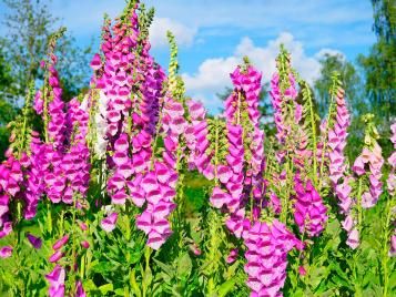 Foxglove with pink flowers