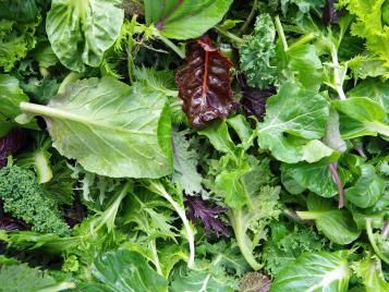 Fresh mixed salad leaves