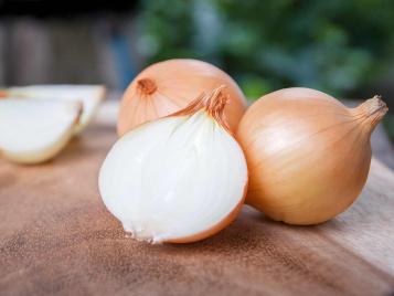 Freshly harvested onions