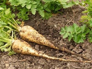 Freshly dug up parsnips